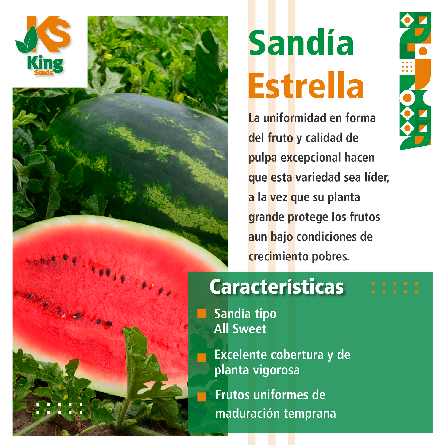 Sandia Estrella Sobre 5 Millares
