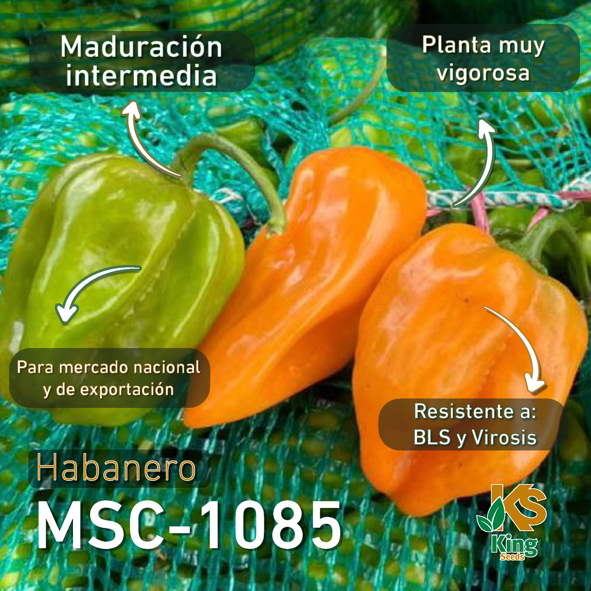 Chile habanero naranja MSC-1085 sobre 1 millar