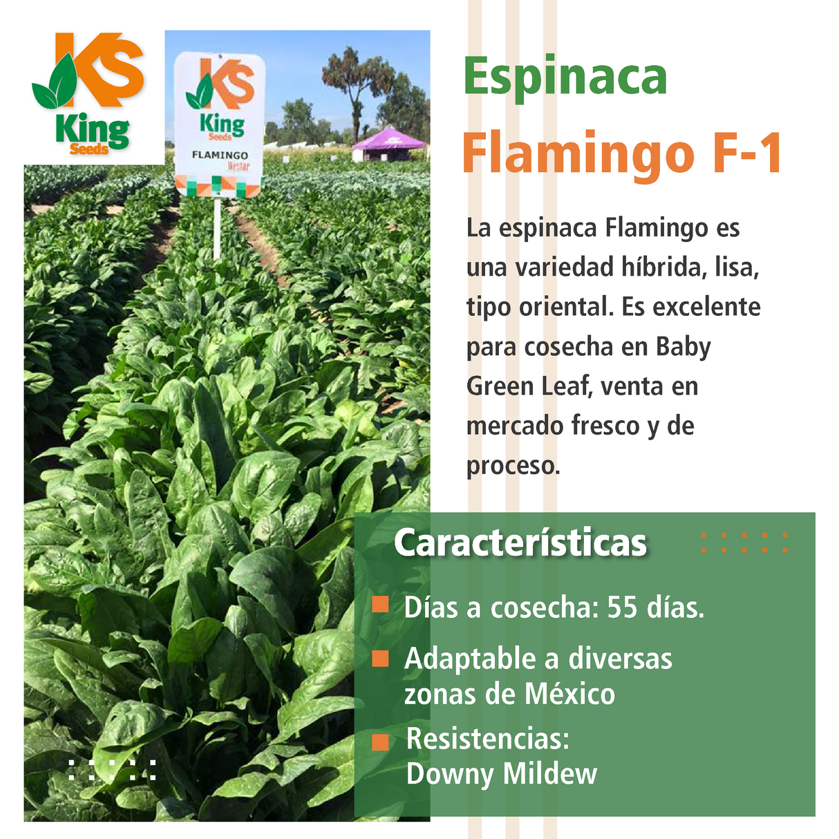 Espinaca Flamingo Saco 1 millón de semillas