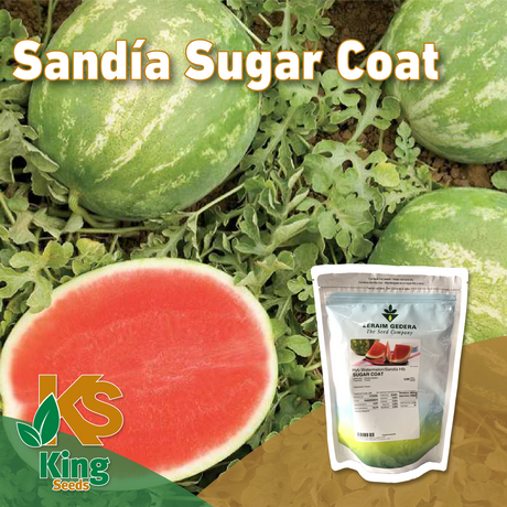 Sandia Sugar Coat Sobre 5 Millares