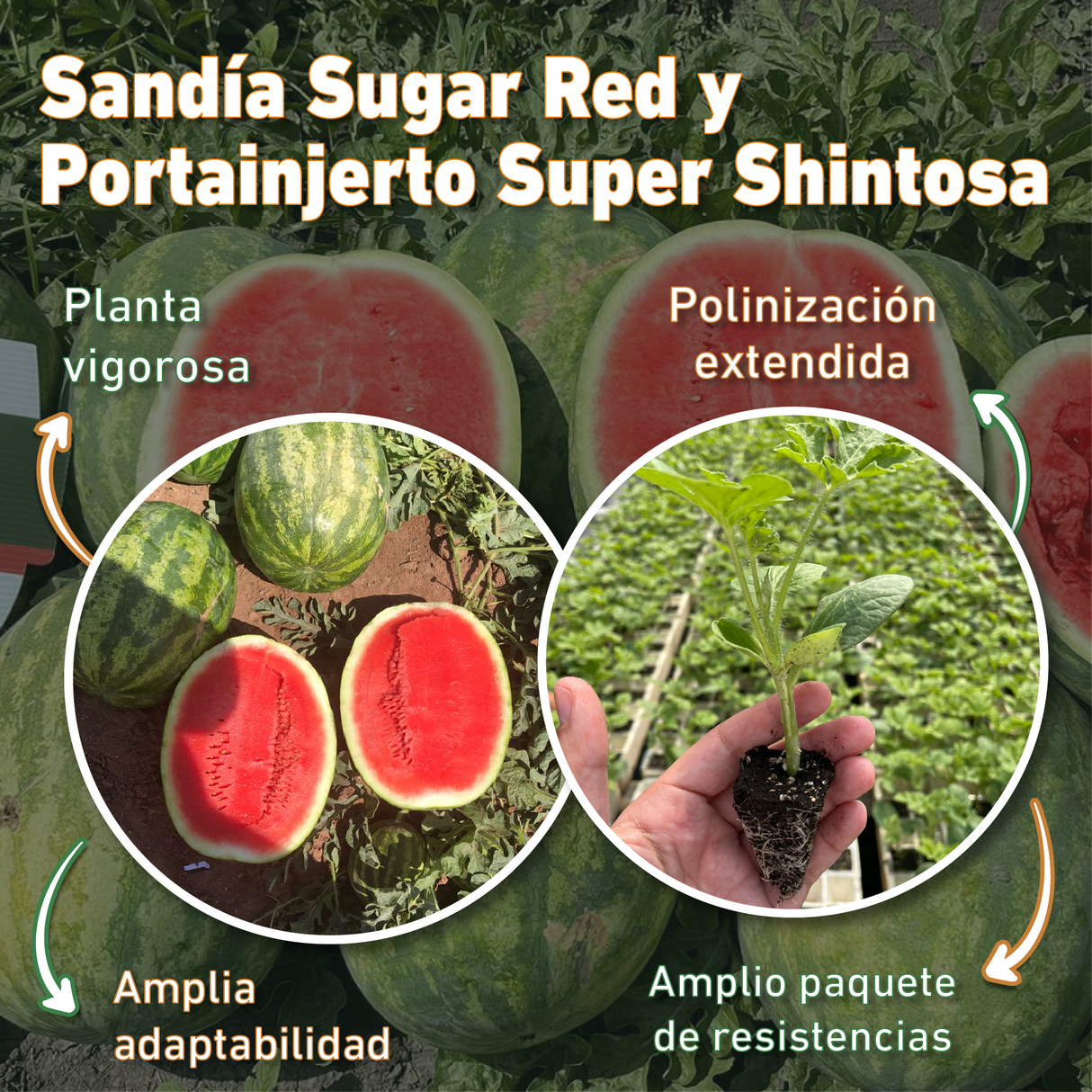 Sandia Sugar Red Sobre 5 Millares