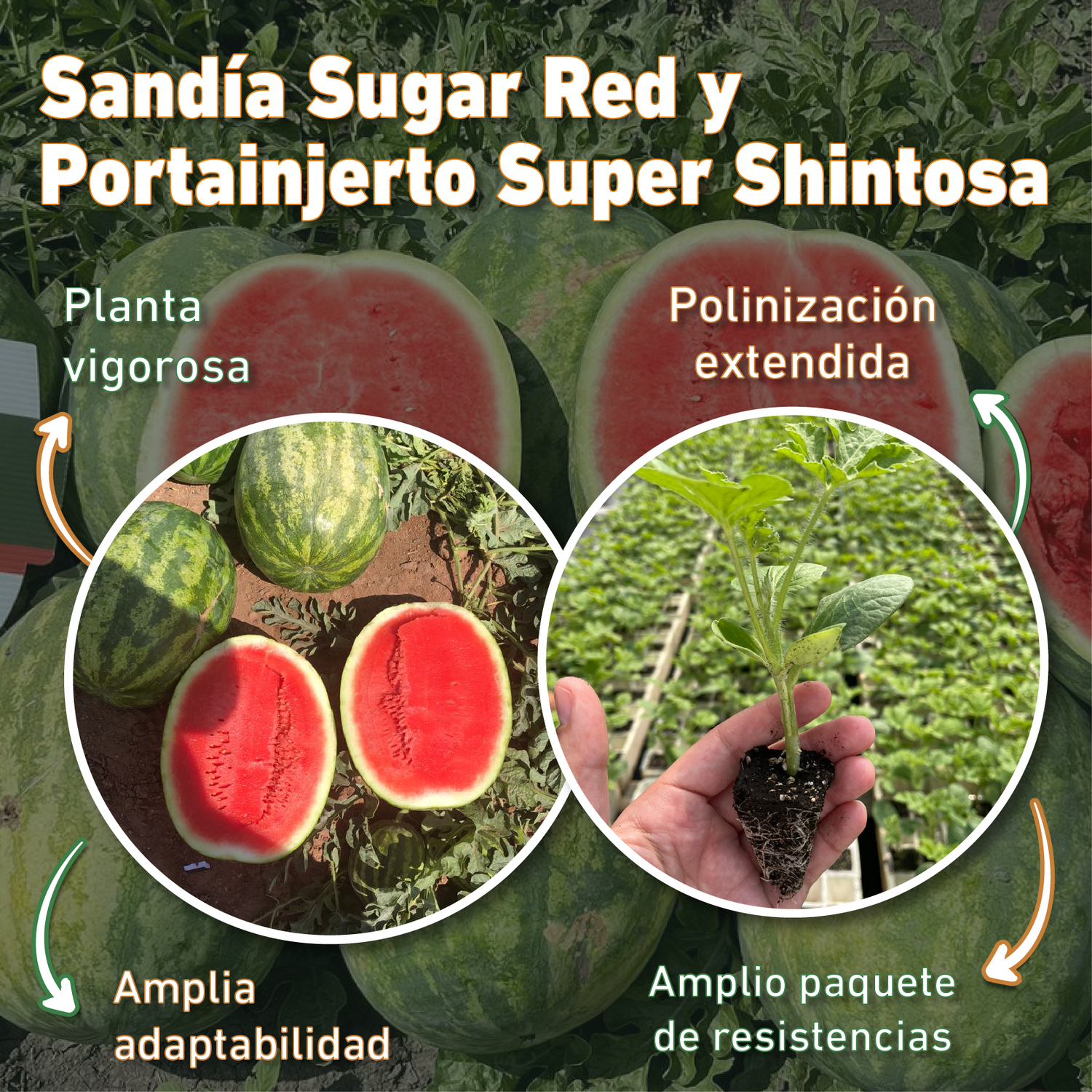 Sandia Sugar Red Sobre 5 Millares