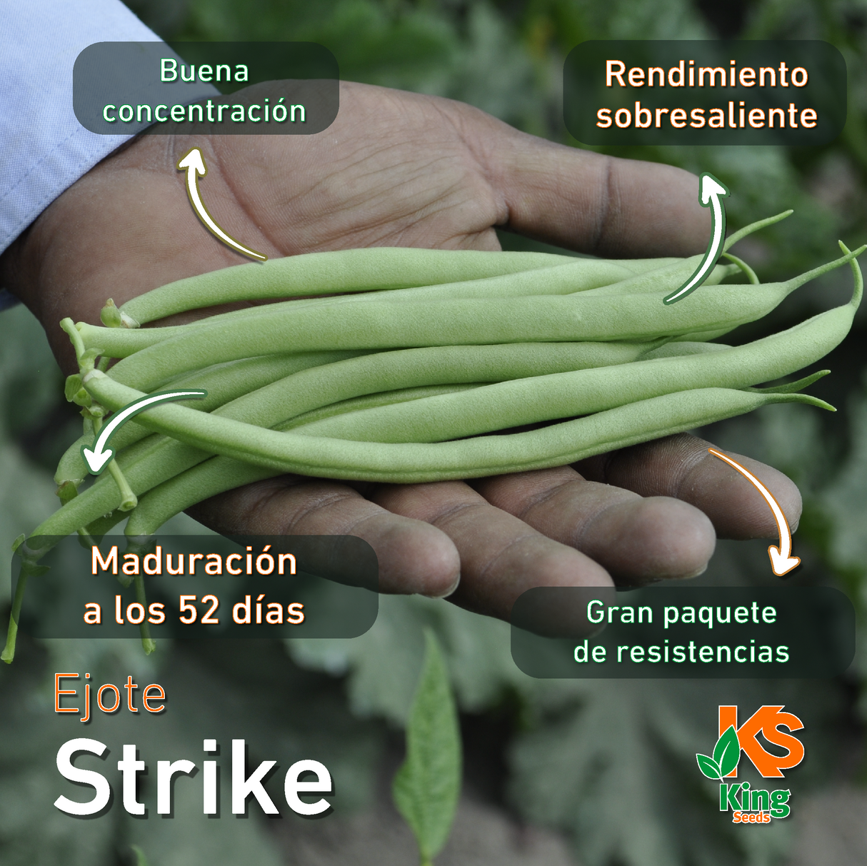 Ejote Strike Saco 50 Lb WS