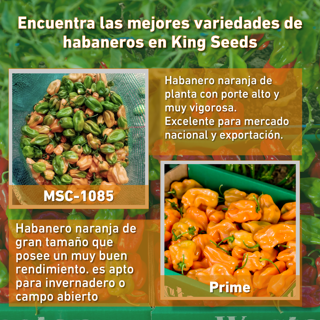 Chile habanero naranja MSC-1085 sobre 1 millar