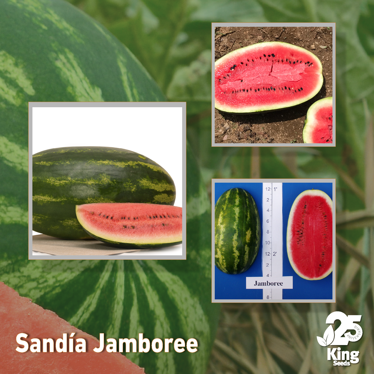 Sandia Jamboree Sobre 5 Millares