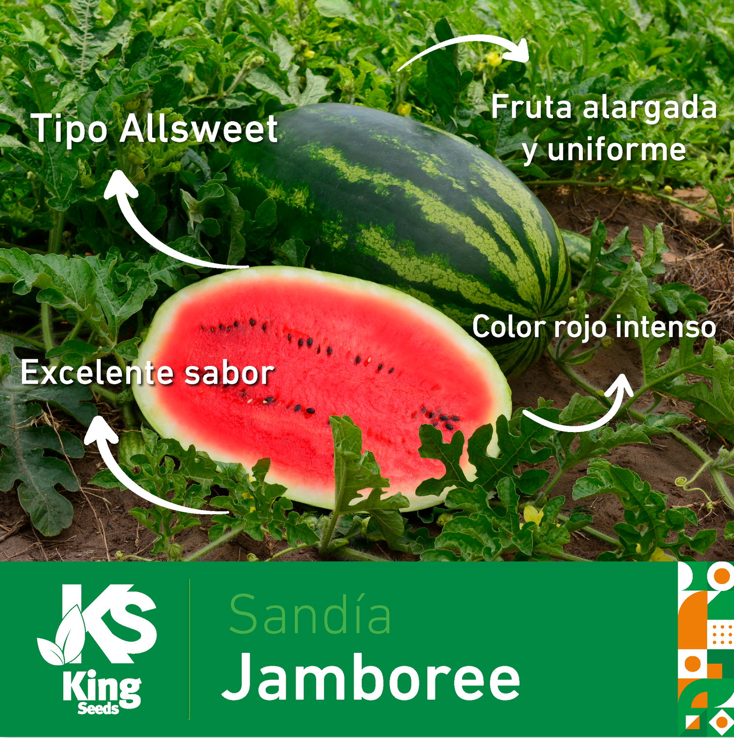 Sandia Jamboree Sobre 5 Millares