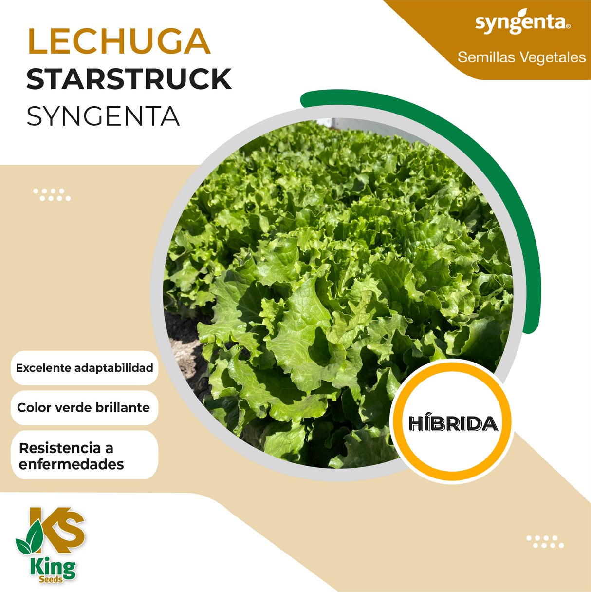 Lechuga Starstruck Sobre 25 millares sin tratamiento peletizada primed
