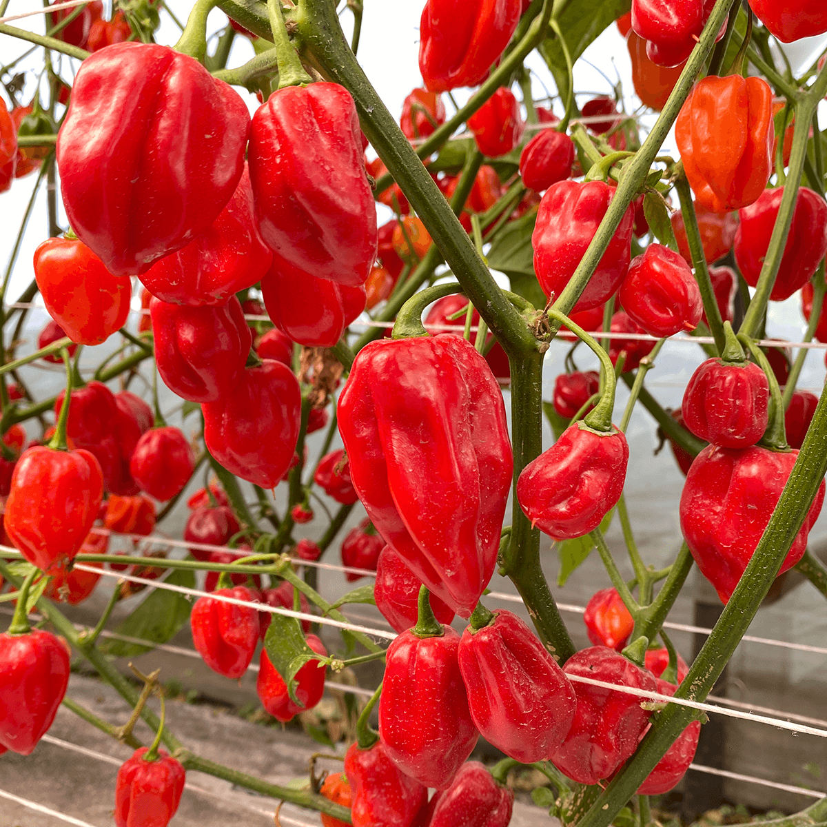 Chile Habanero Izamal Sobre 1 Millar