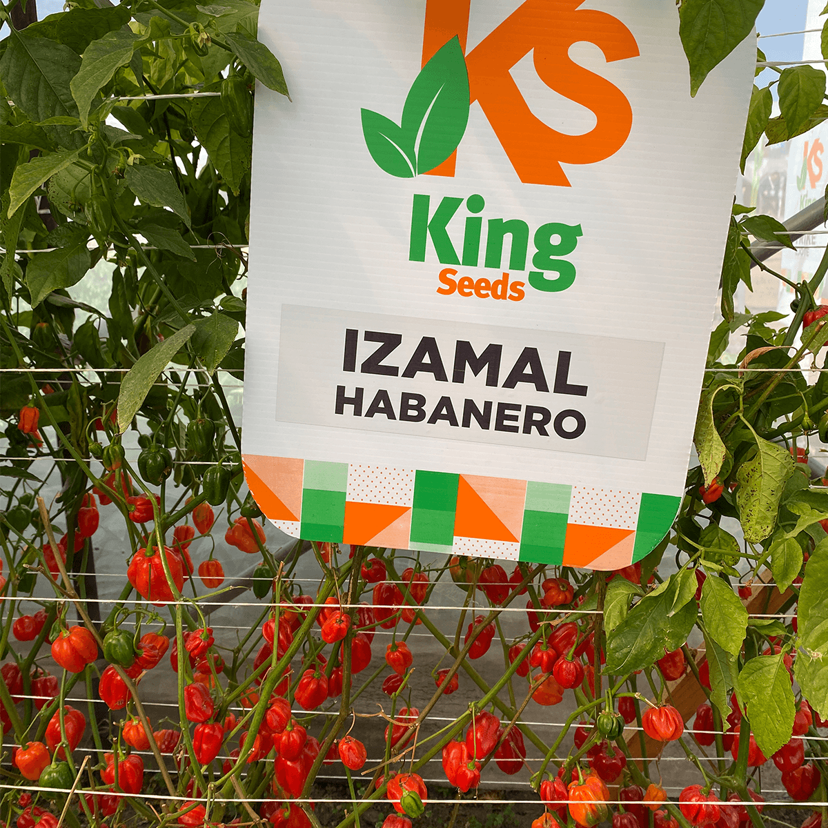 Chile Habanero Izamal Sobre 1 Millar