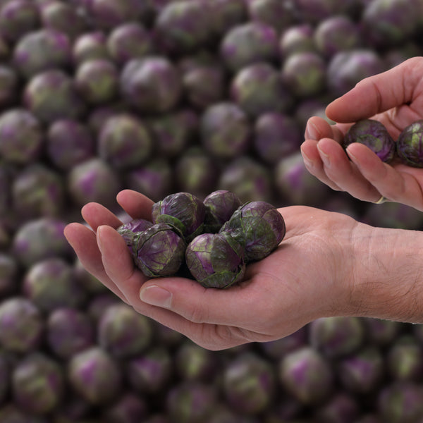 Col de Bruselas Redarling Sobre 100 millares sin tratamiento. Descuento 25% (se aplica en el carrito)