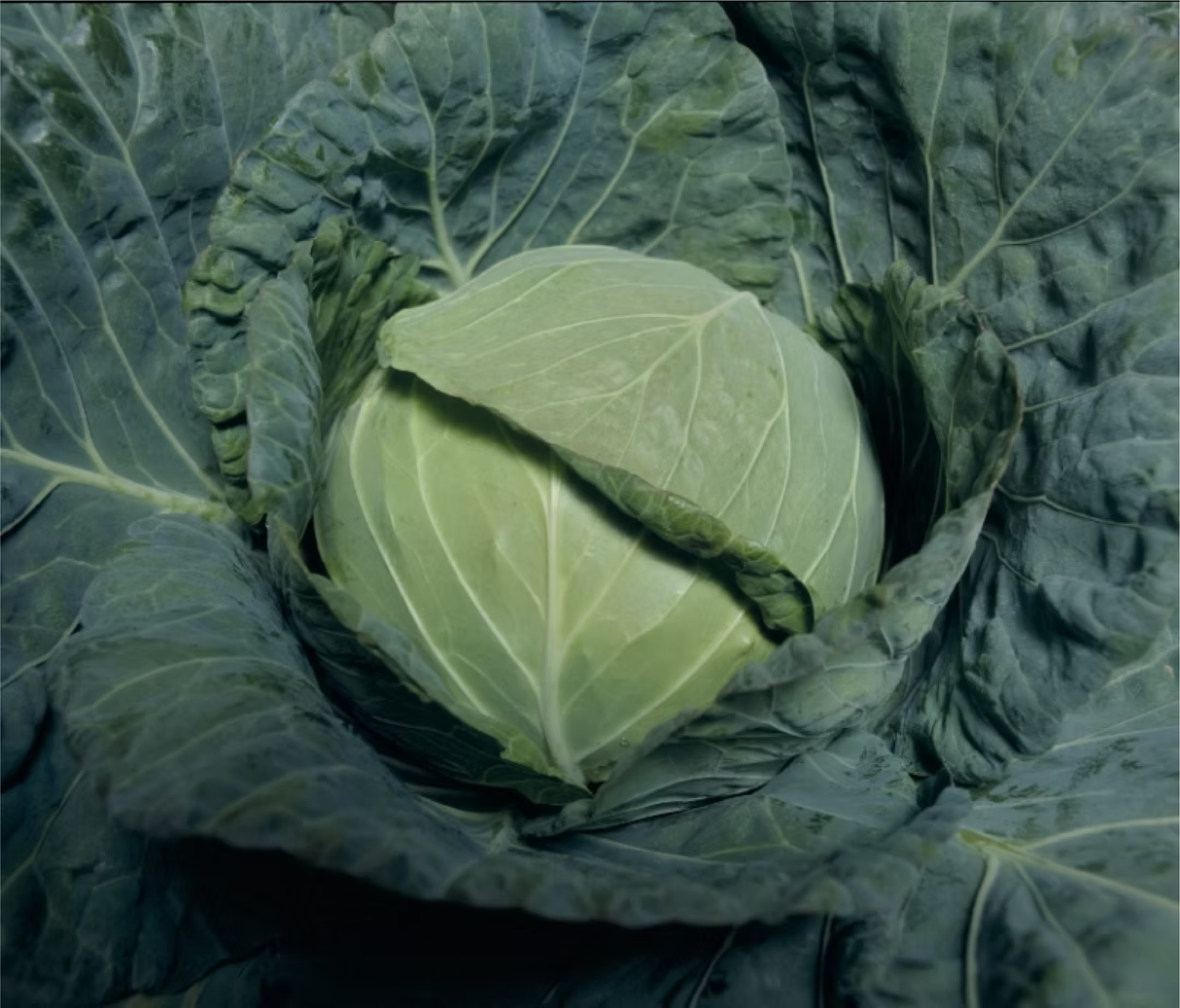 Repollo San Juan Sobre 100 millares