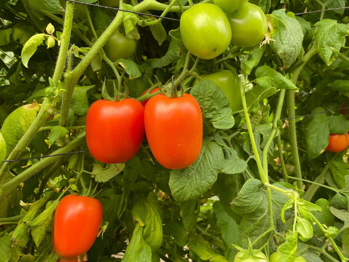 Tomate Rita sobre 1 millar