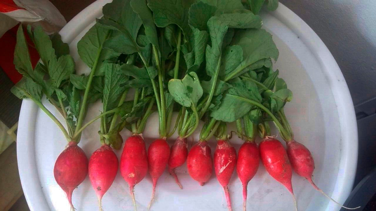 Rabano Champion Saco 50 Lb