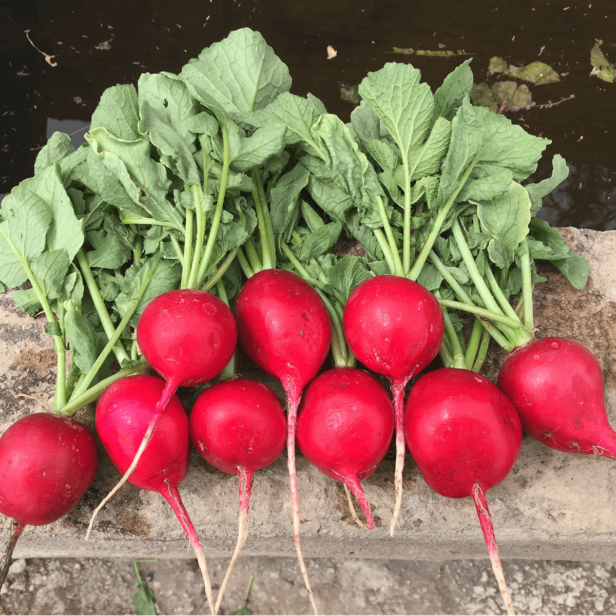 Rábano Maviri Saco de 10 Kg