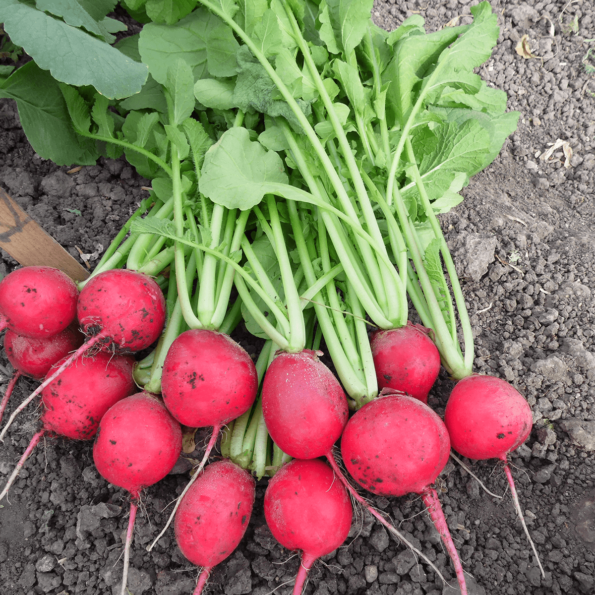 Rábano Maviri Sobre de 1 Libra