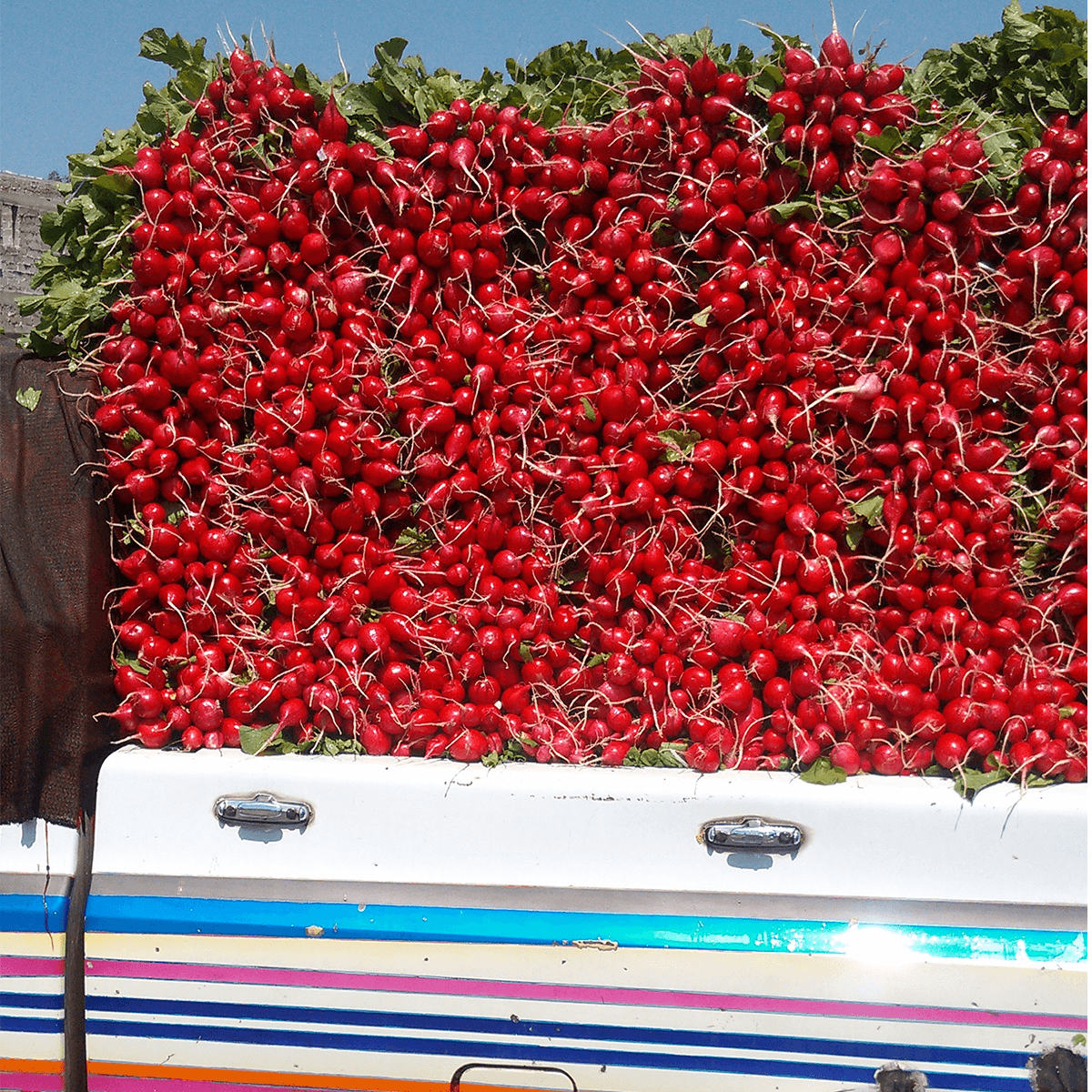 Rábano Maviri Sobre de 1 Libra