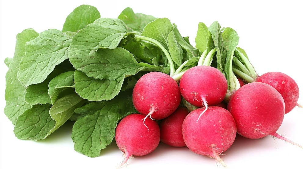 Rábano Red Castle Sobre 50 millares tamaño 7-8.5