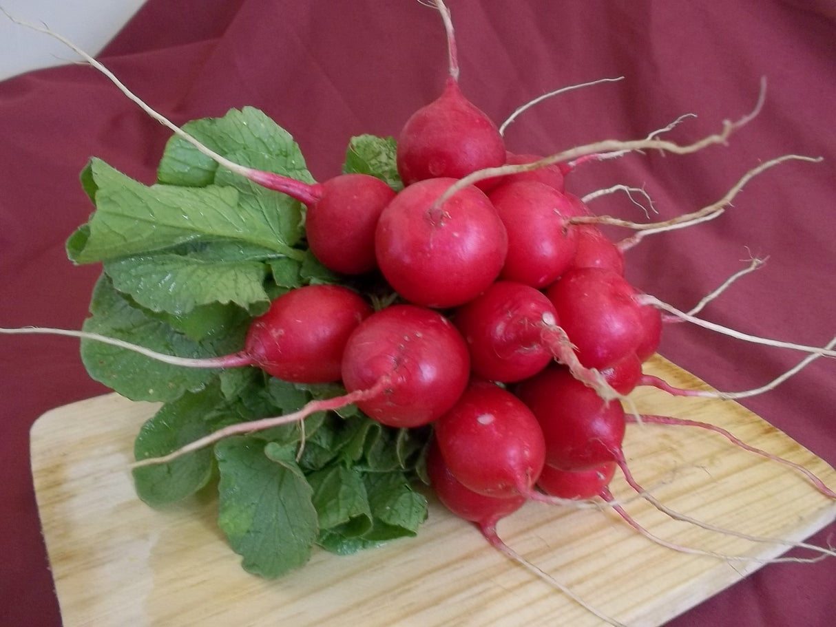 Rábano Champion sobre de 1 Lb