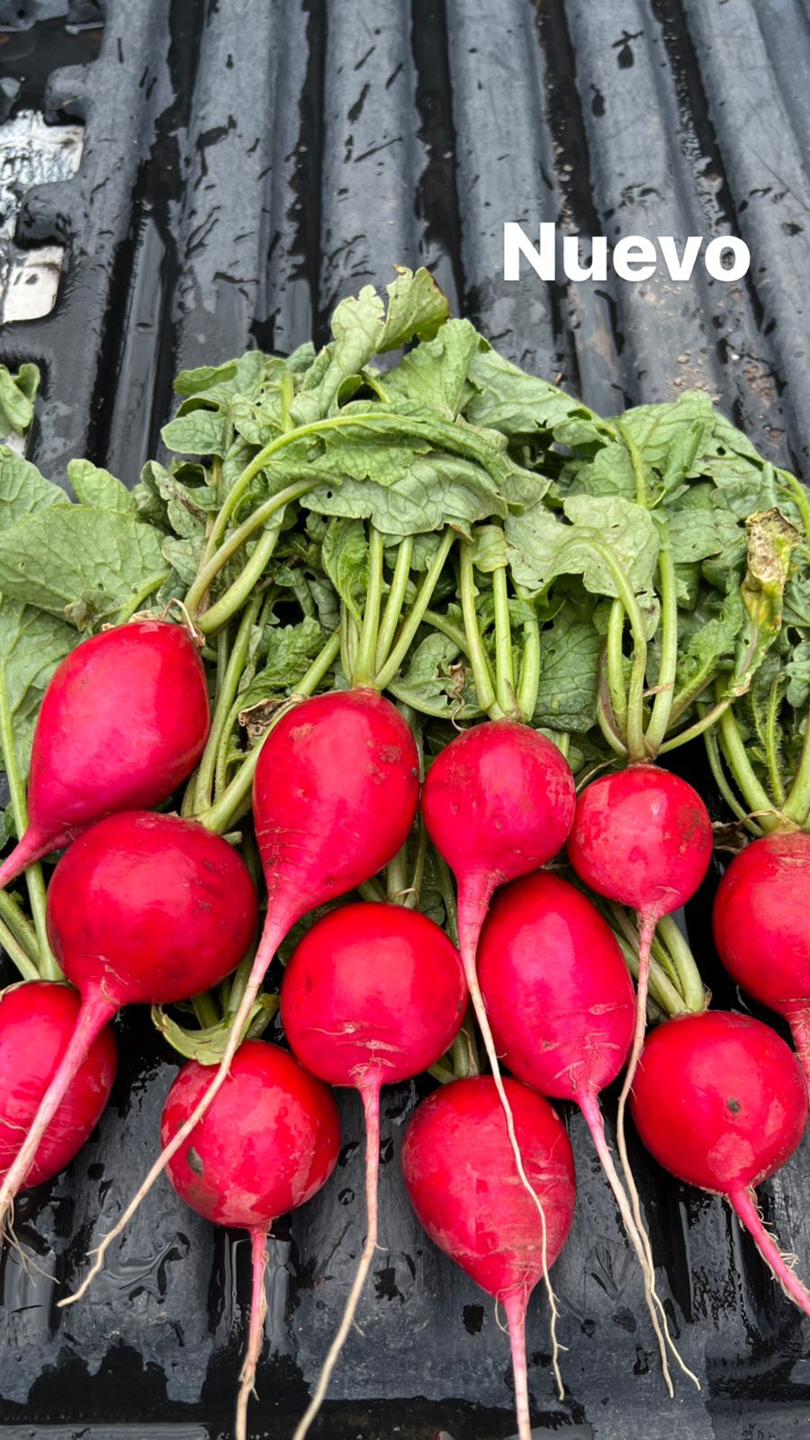 Rabano Red Jasper Saco 10 Kgs