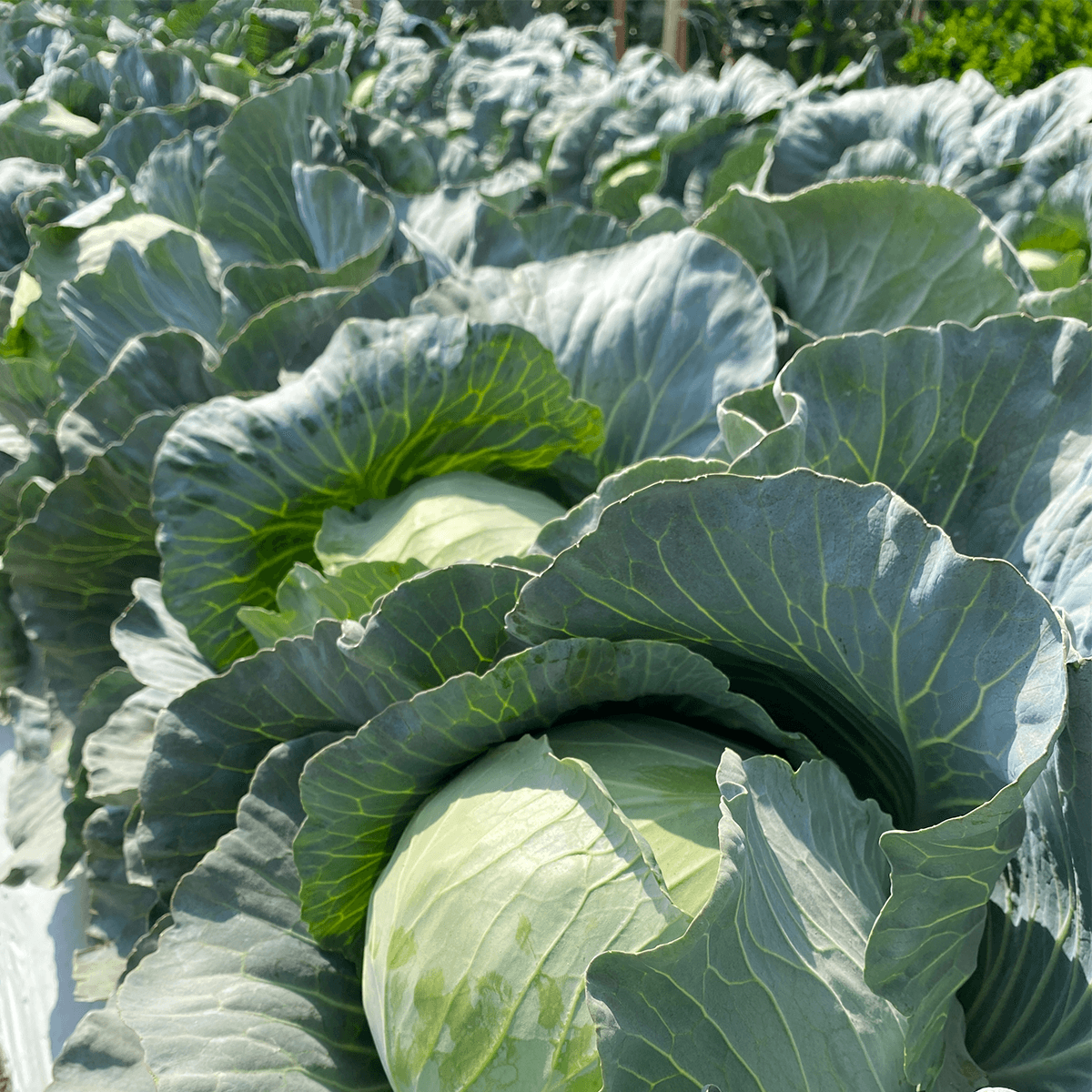 Repollo Escazu Sobre 100 Millares