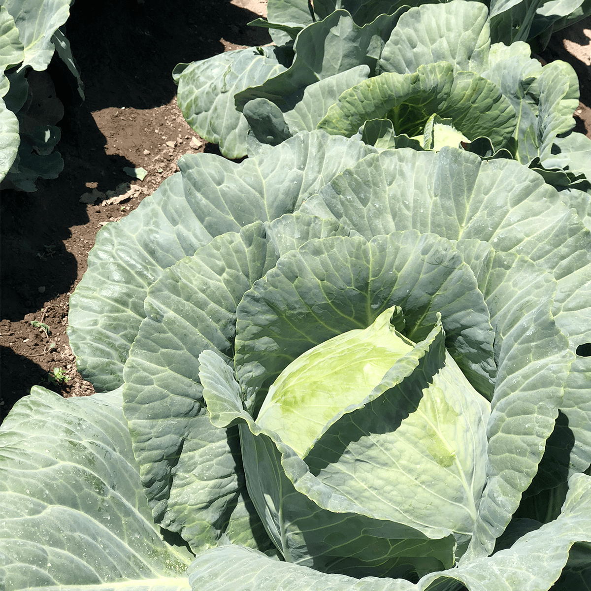 Repollo Escazu Sobre 100 Millares