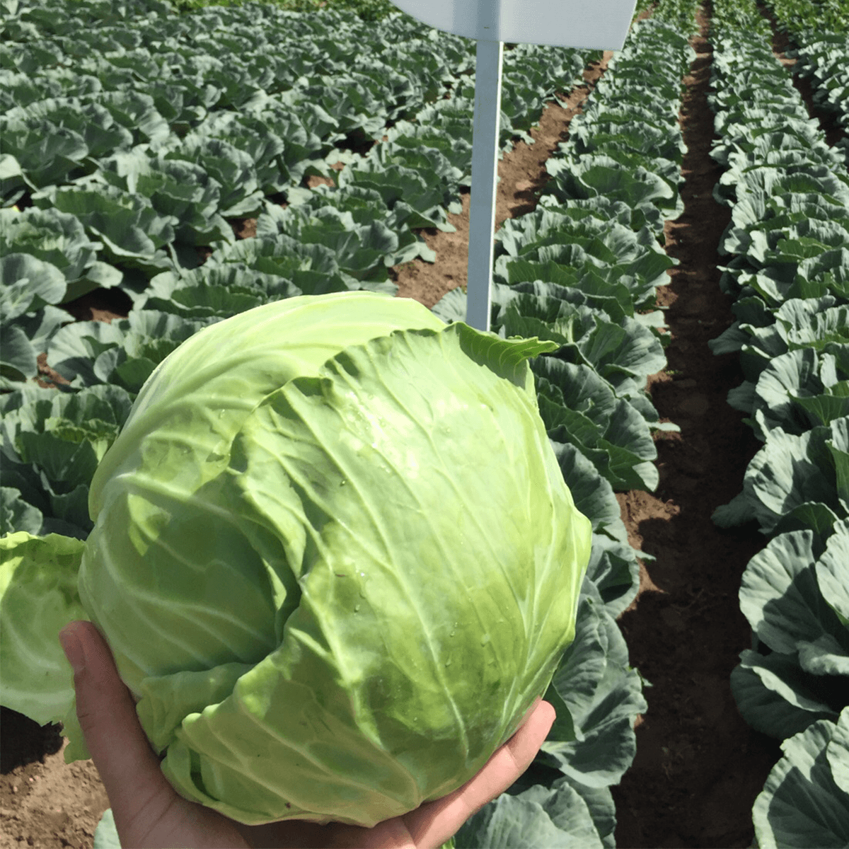 Repollo Escazu Sobre 100 Millares