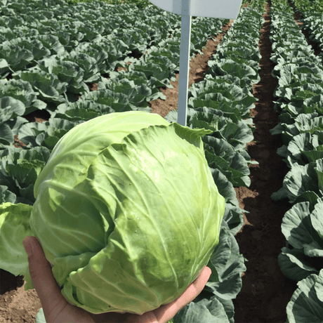 Repollo Escazu Sobre 100 Millares