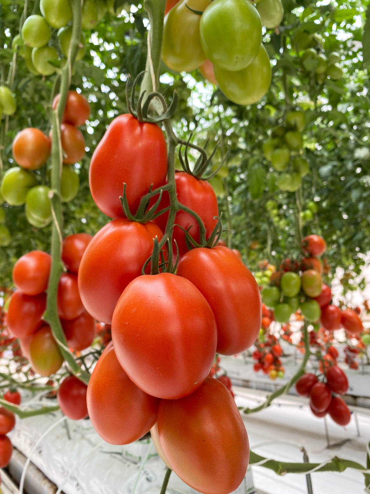 Tomate Romindo Sobre 1 Millar