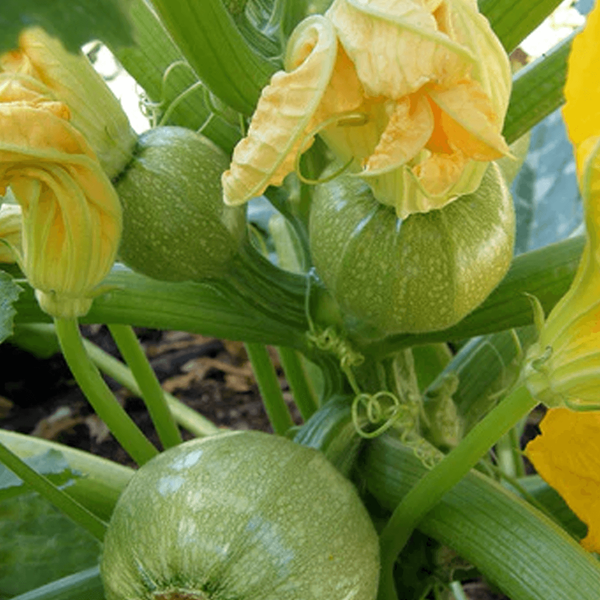 Calabaza Round Zucchini Saco 50 Lb