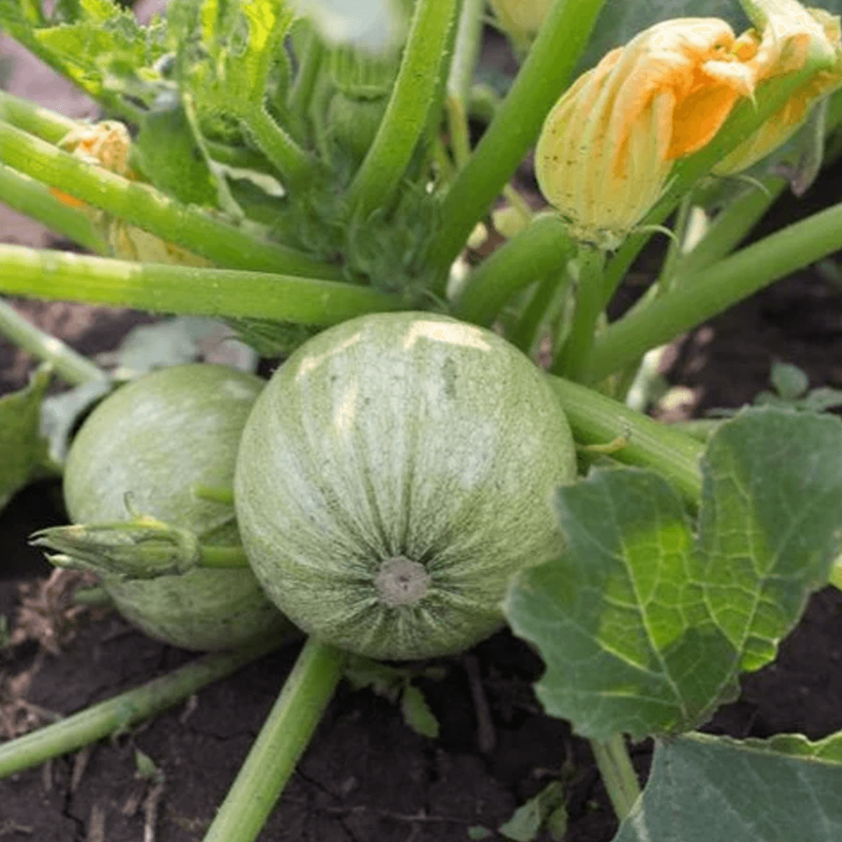 Calabaza Round Zucchini Saco 50 Lb