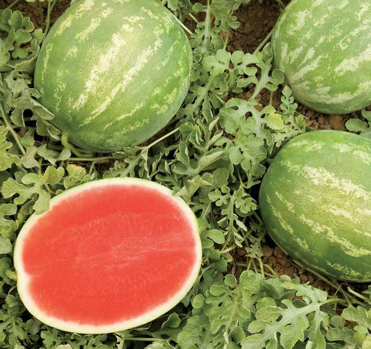 Sandia Sugar Coat Sobre 5 Millares