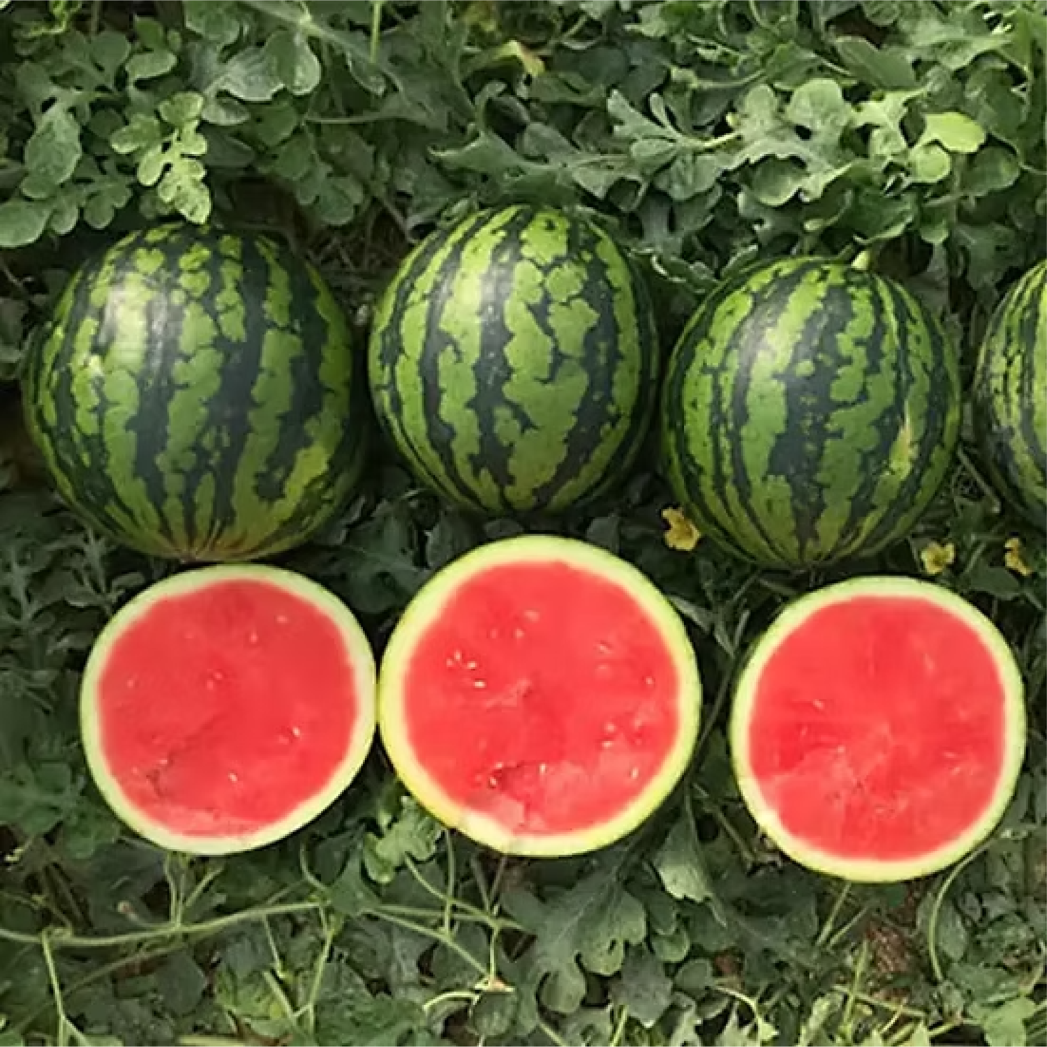 Sandia Crisp N Sweet Sob 5 Millares