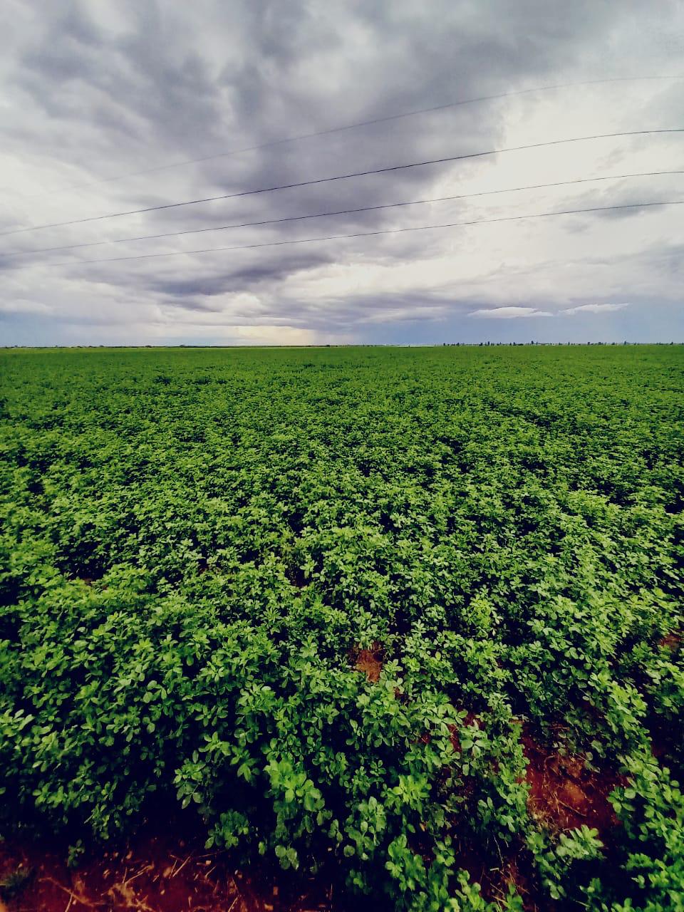 Alfalfa San Miguelito Peletizada Saco 20Kg