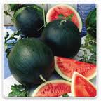 Sandia Sugar Baby Sobre 1 Lb