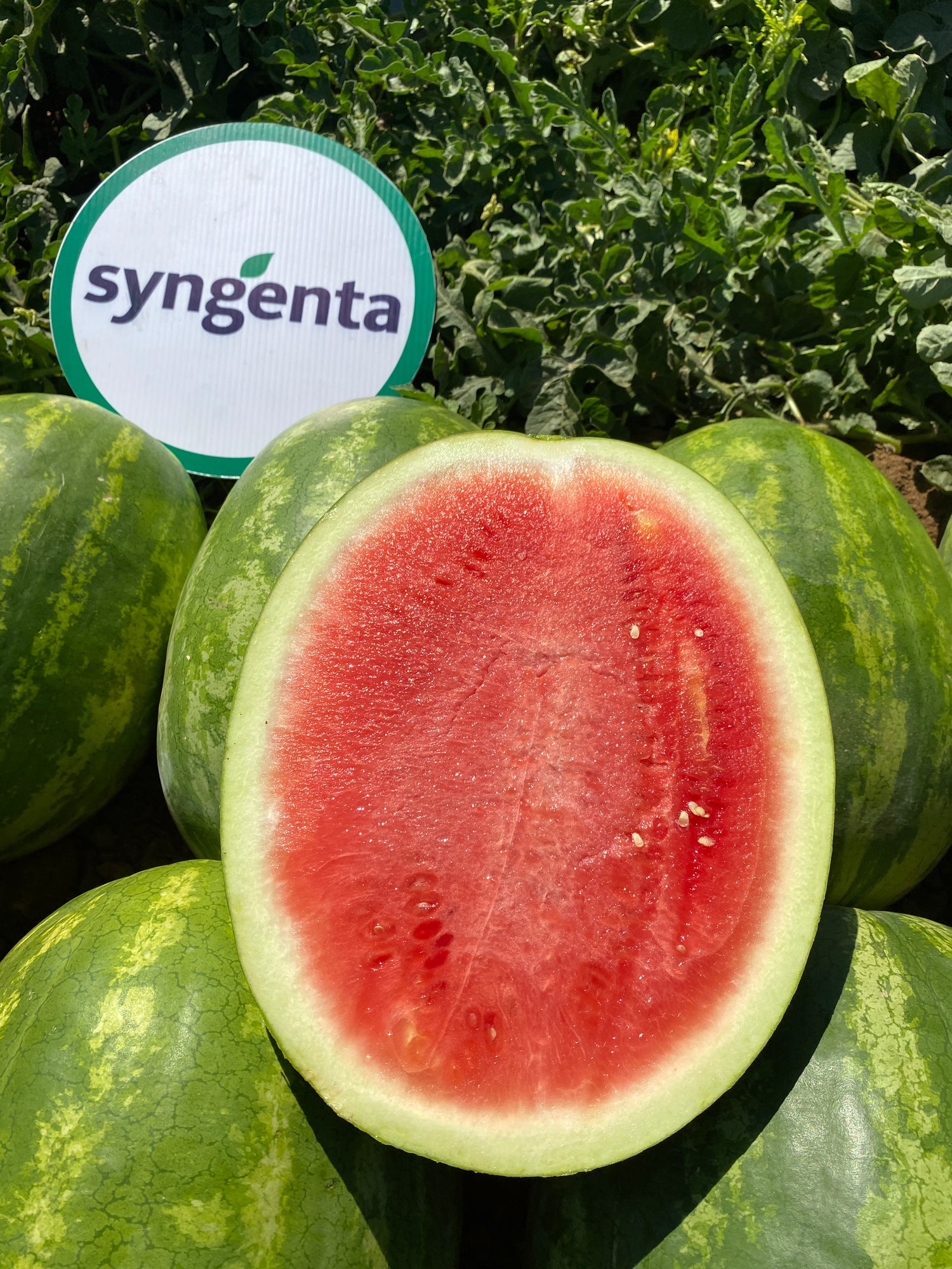 Sandia Sugar Red Sobre 5 Millares