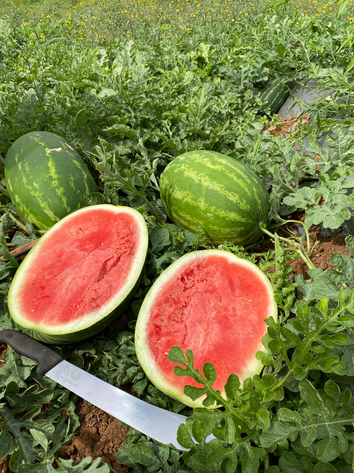 Sandia Virtue Sobre 5 millares