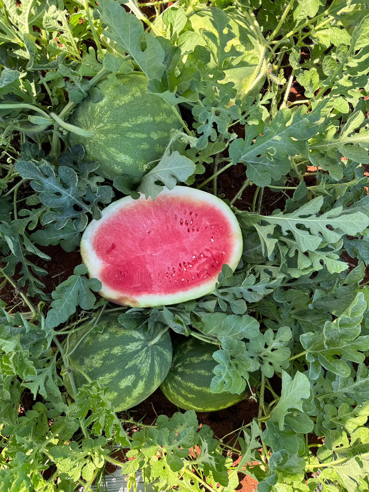 Sandia Crisp N Sweet Sob 5 Millares