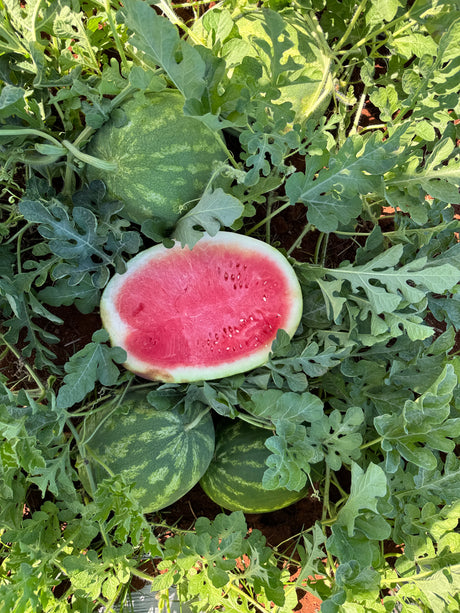 Sandia Crisp N Sweet Sob 5 Millares