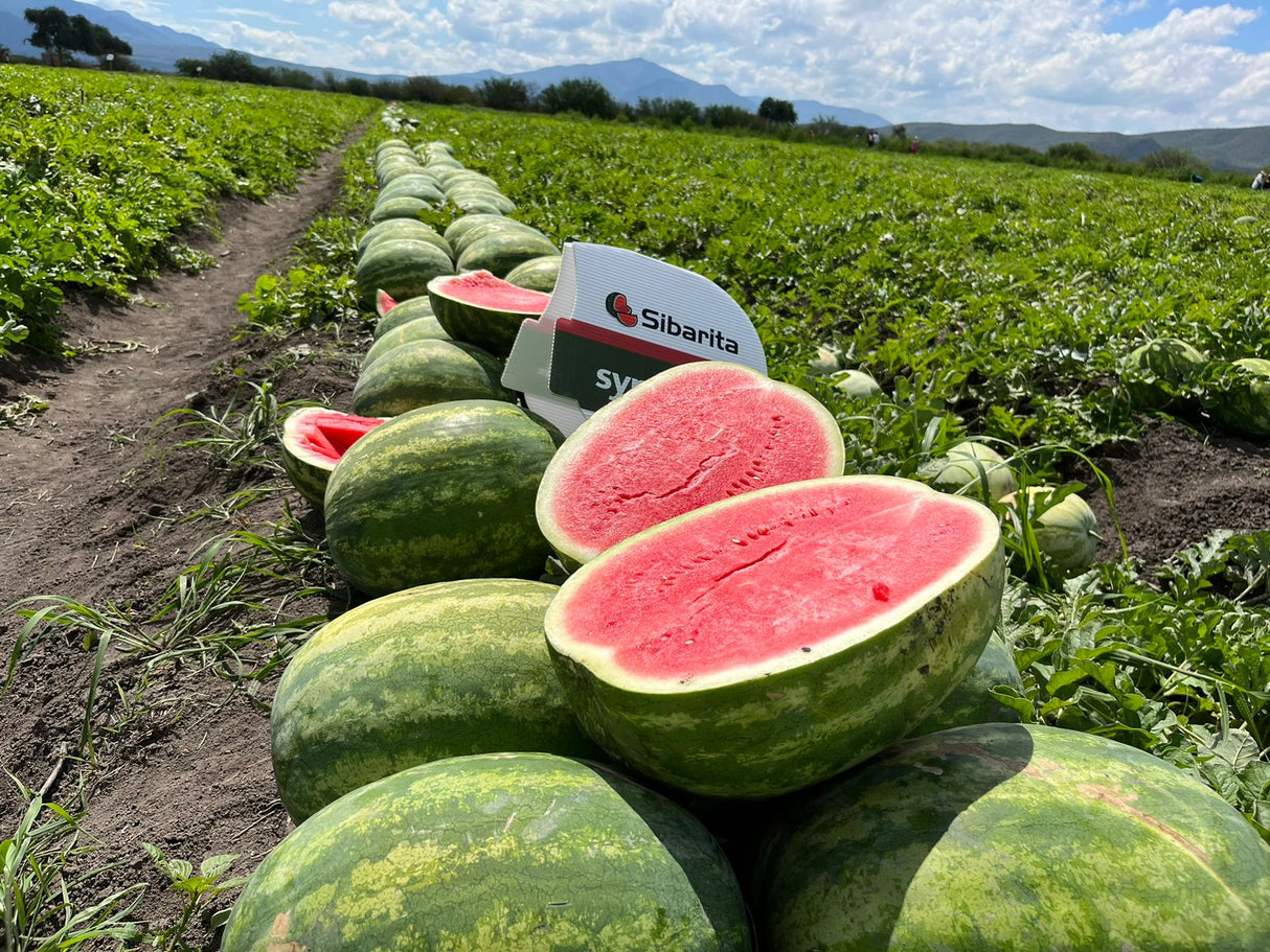 Sandía Sibarita sobre de 5 millares
