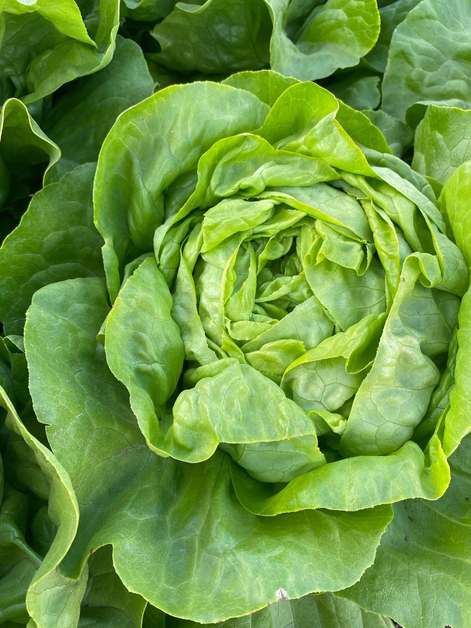 Lechuga Solan sobre 25 millares