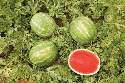 Sandia Sugar Coat Sobre 5 Millares