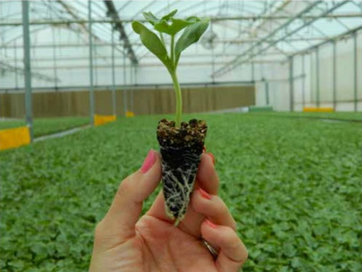 Porta Injerto Super Shintosa 1 Millar