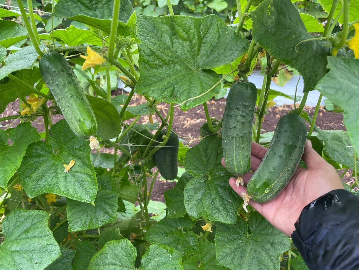 Pepino Pickle Super Max Sobre 15 Millares