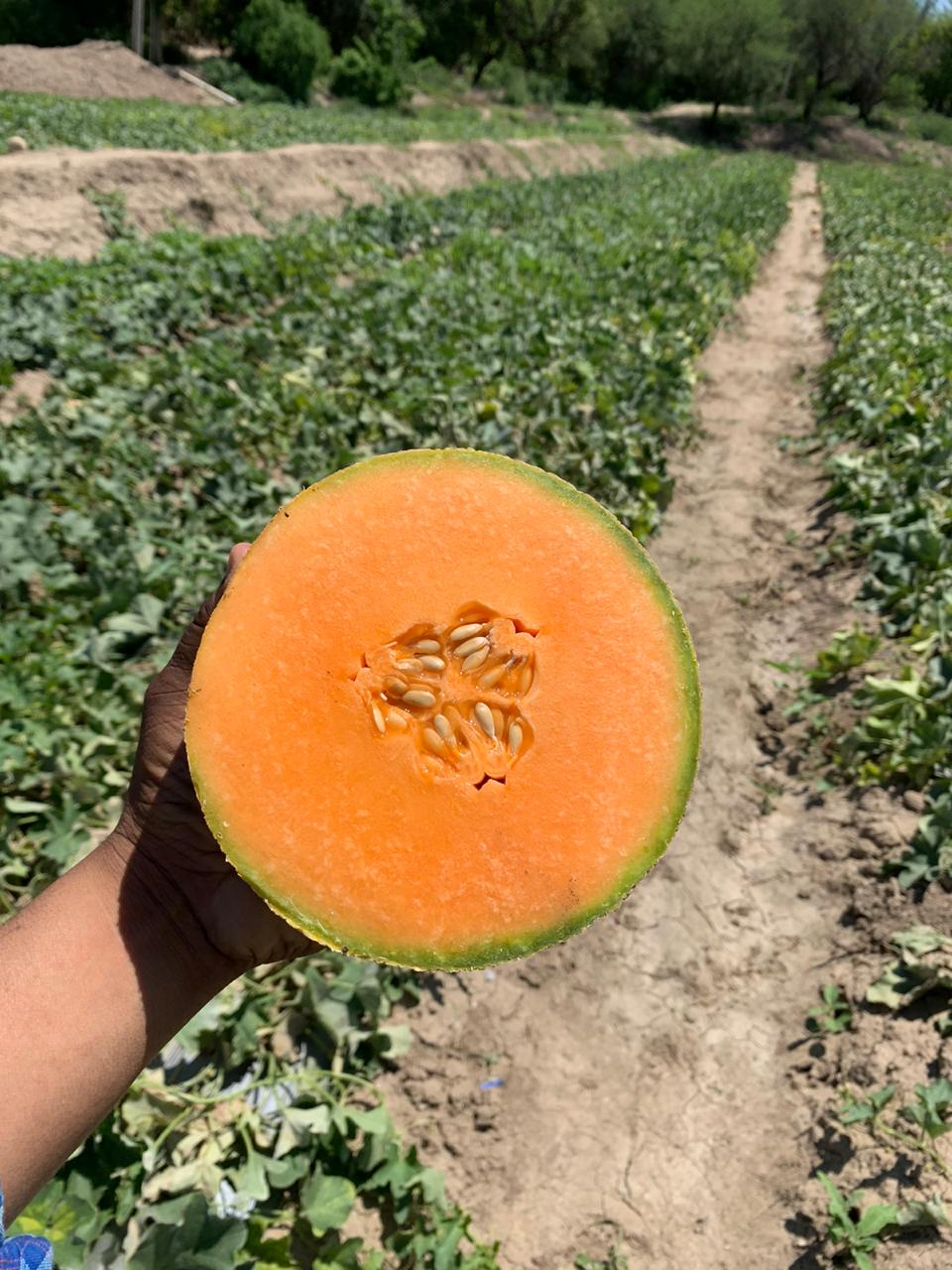 Melon T-Rex Sobre 15 Millares