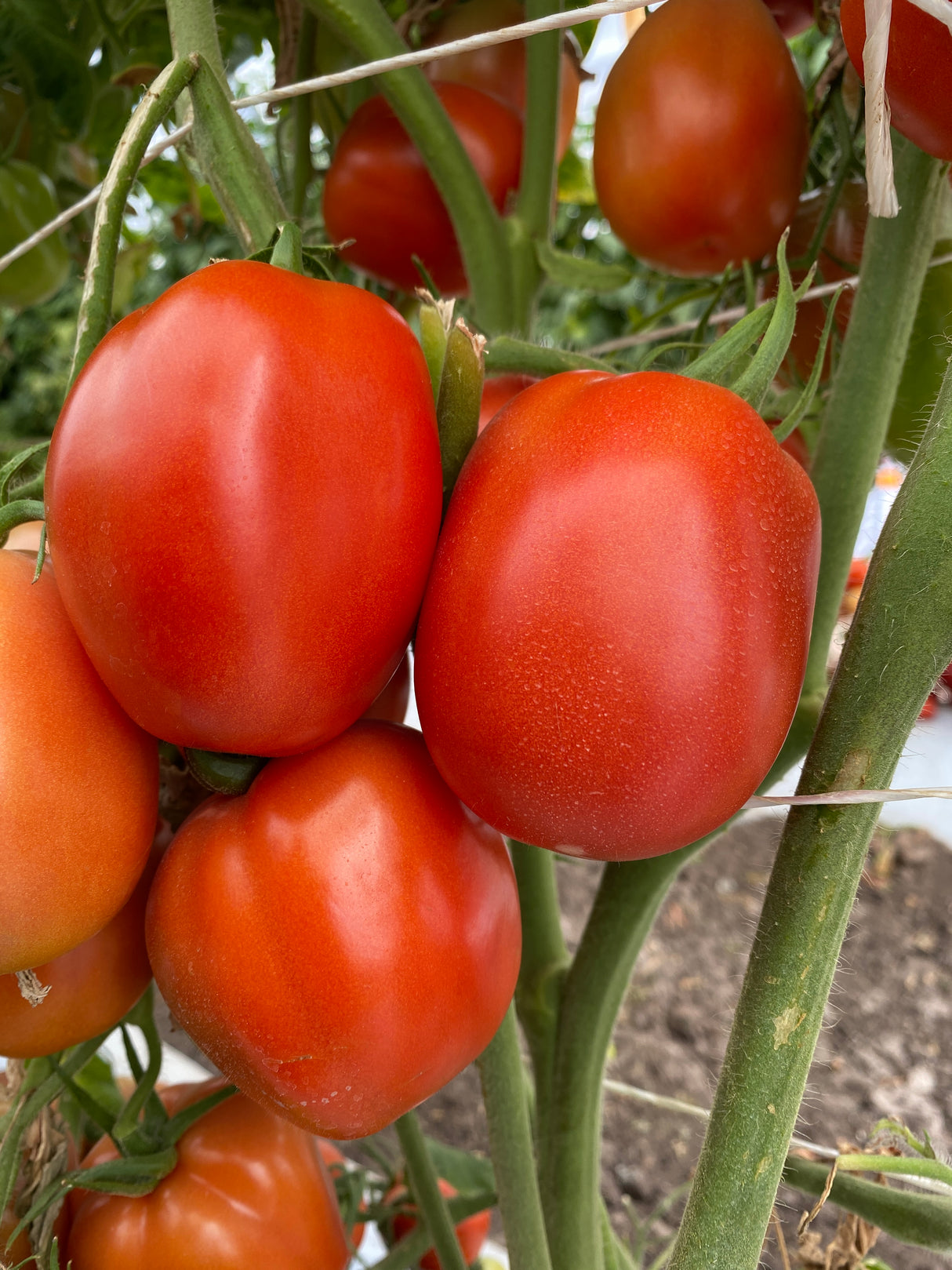 Tomate María Sobre 5 millares