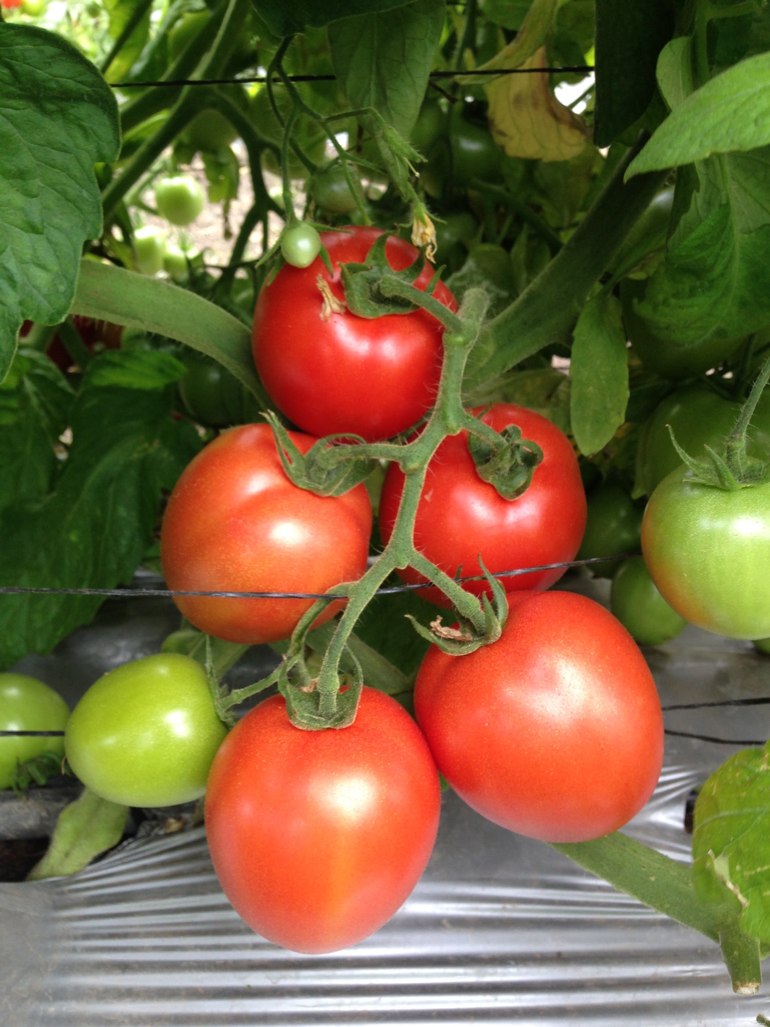 Tomate Namib sobre 5 millares. 25% descuento