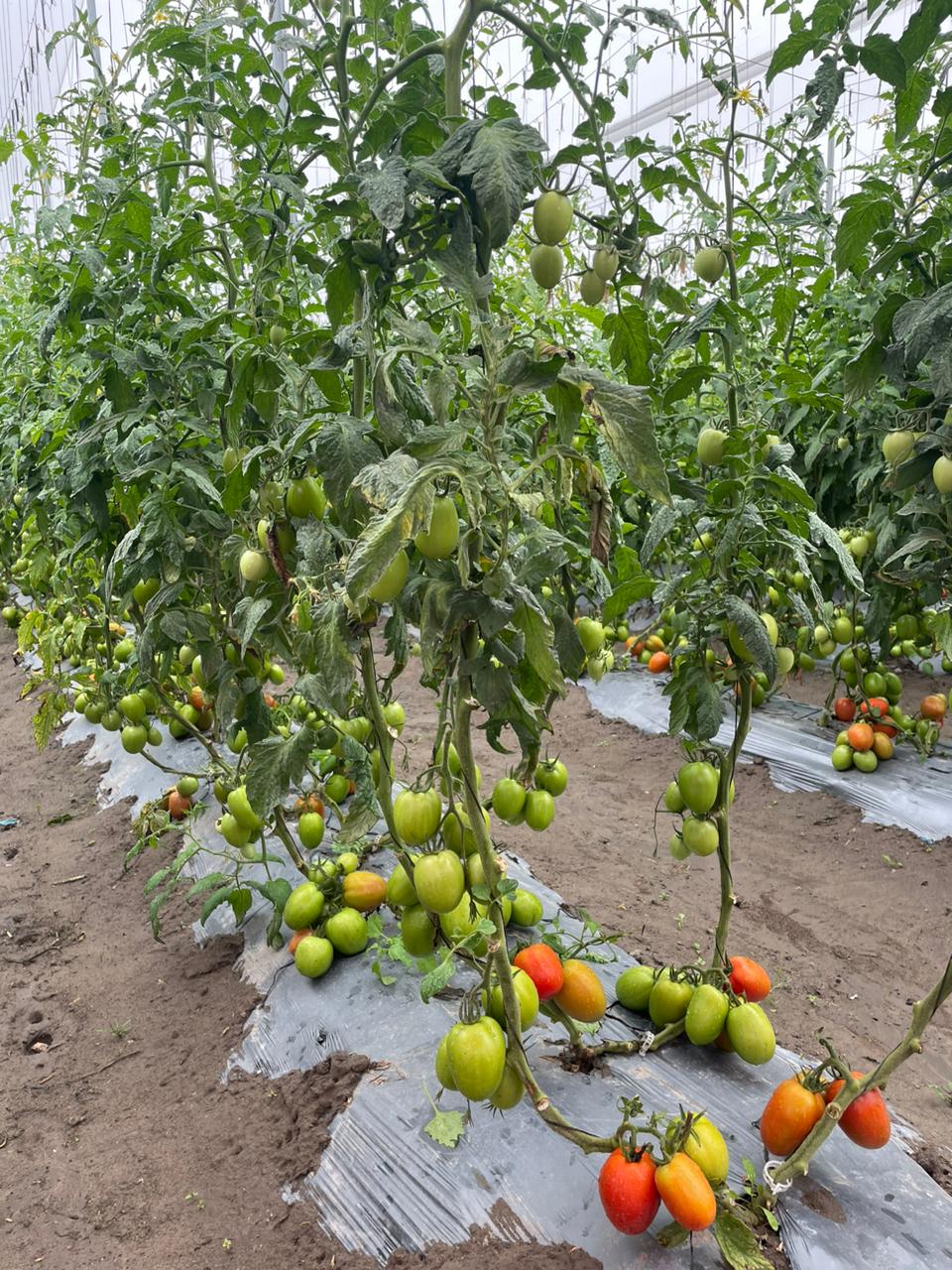 Tomate Peñasco Sobre 1 millar