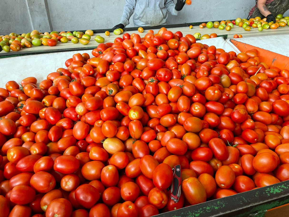 Tomate Rubeus Sobre 1 millar