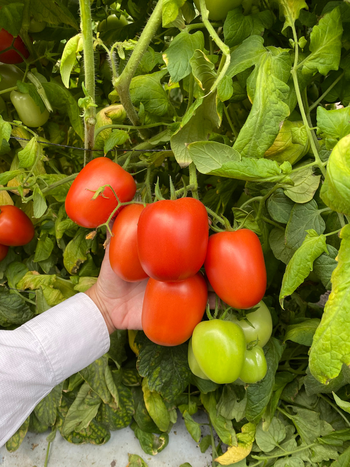 Tomate Rita sobre 5 millares