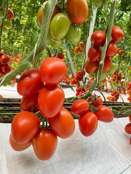 Tomate Zhoe Sobre 1 Millar